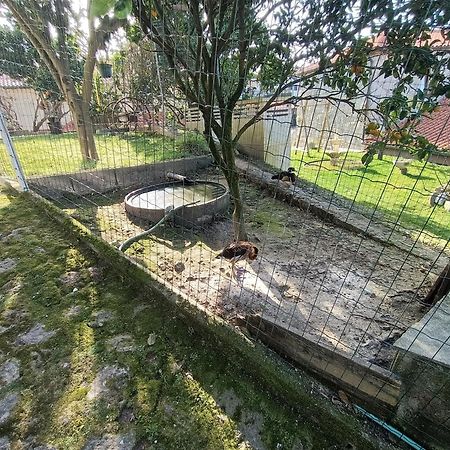 Apartamento Casa De Santa Luzia A Vila Praia de Âncora Exterior foto